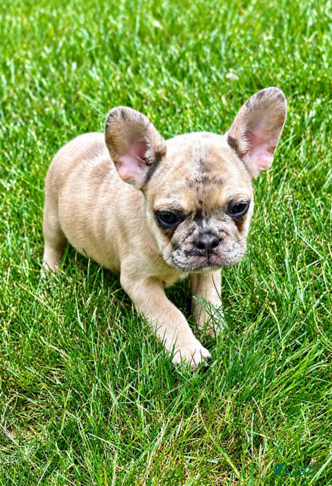 French Bulldog dogs for sale: French Bulldog Female STELLA - Ad 2