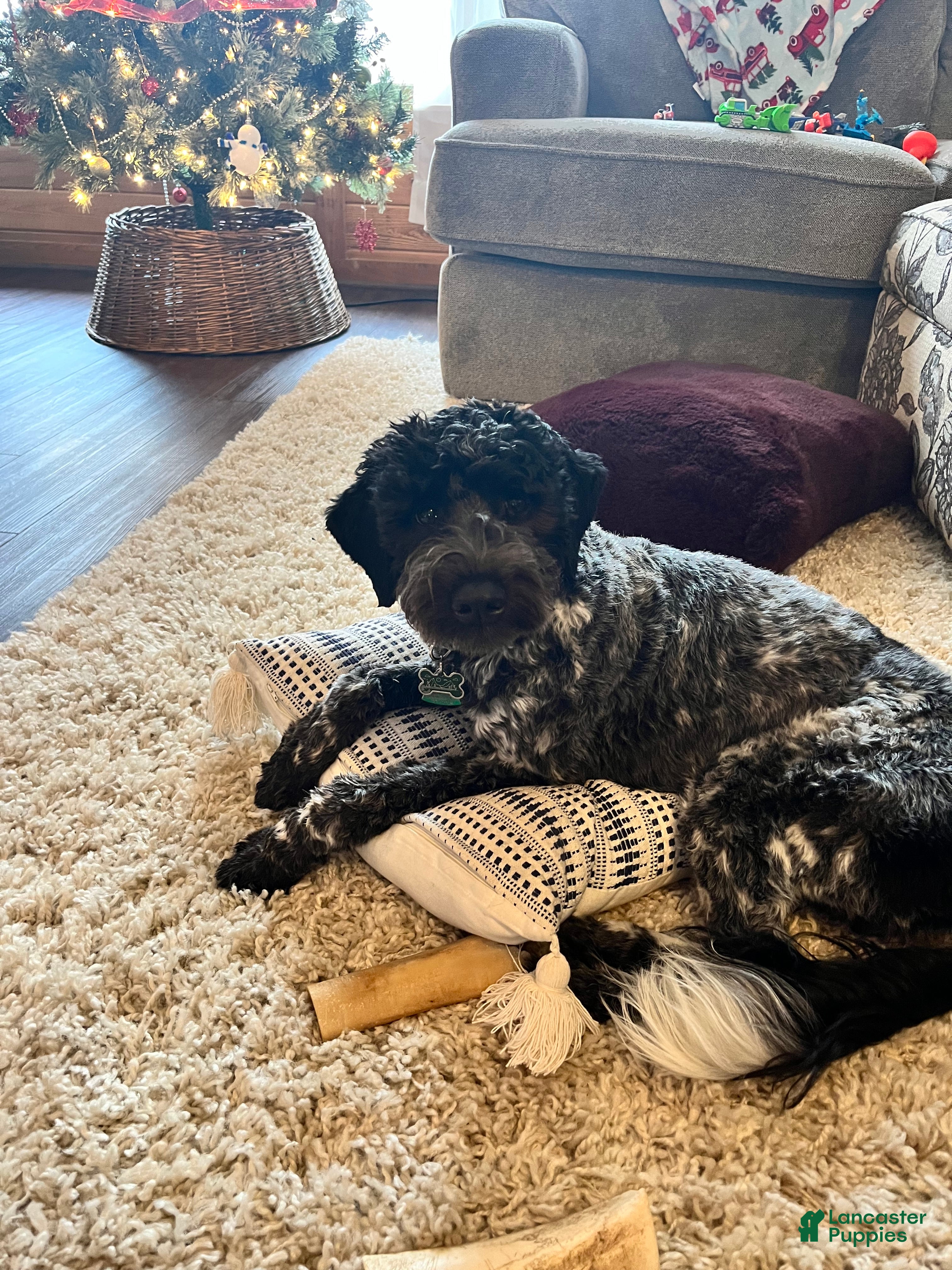 Piper