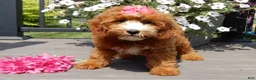 Mini Goldendoodle dogs for sale: Jane - Ad 5