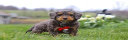 Mini Bernedoodle dogs for sale: Theo - Ad 4