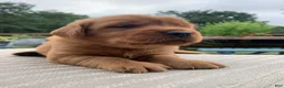 Golden Retriever dogs for sale: Gypsy - Ad 3