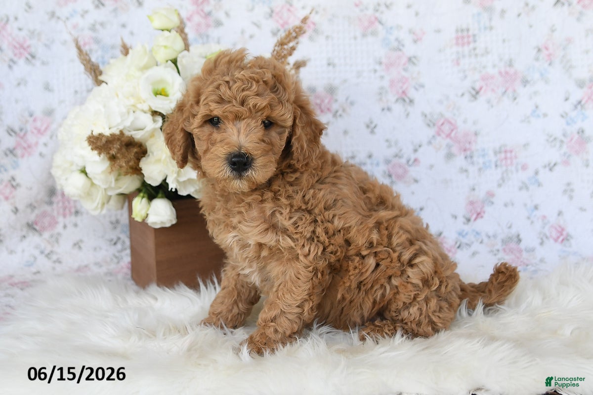 Mini Goldendoodle dogs Molly - Ad 2