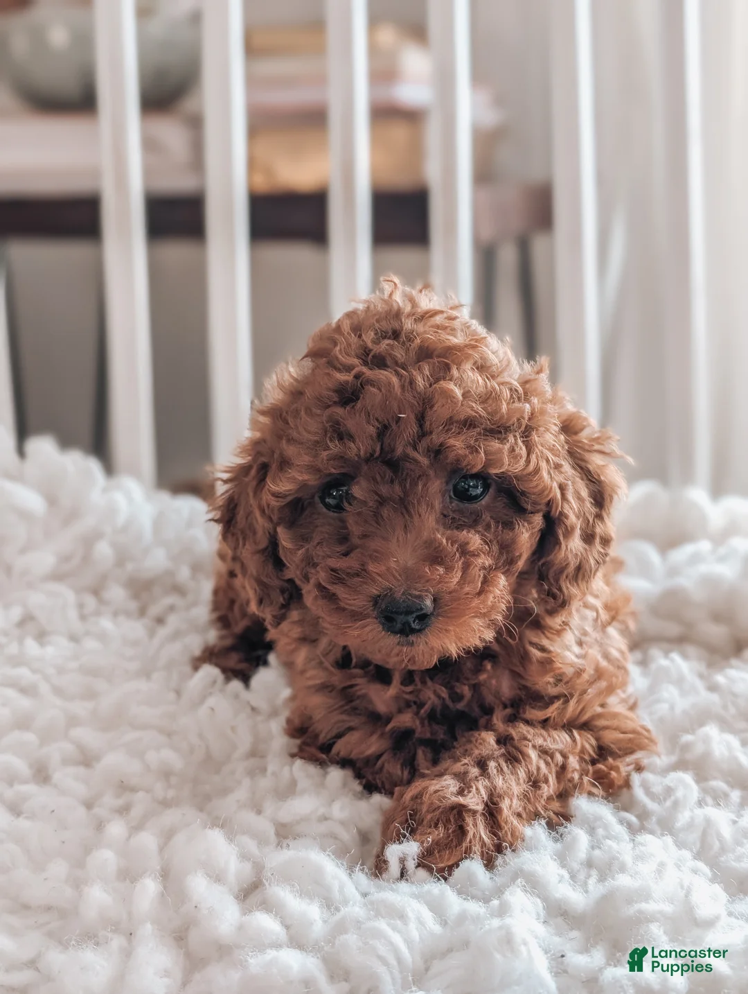 Miniature Poodle dogs for sale: Bella - Ad 3