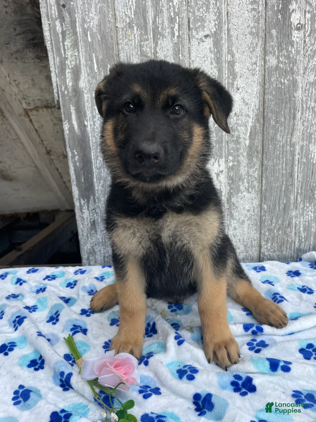 German Shepherd dogs for sale: Kaiser - Ad 4
