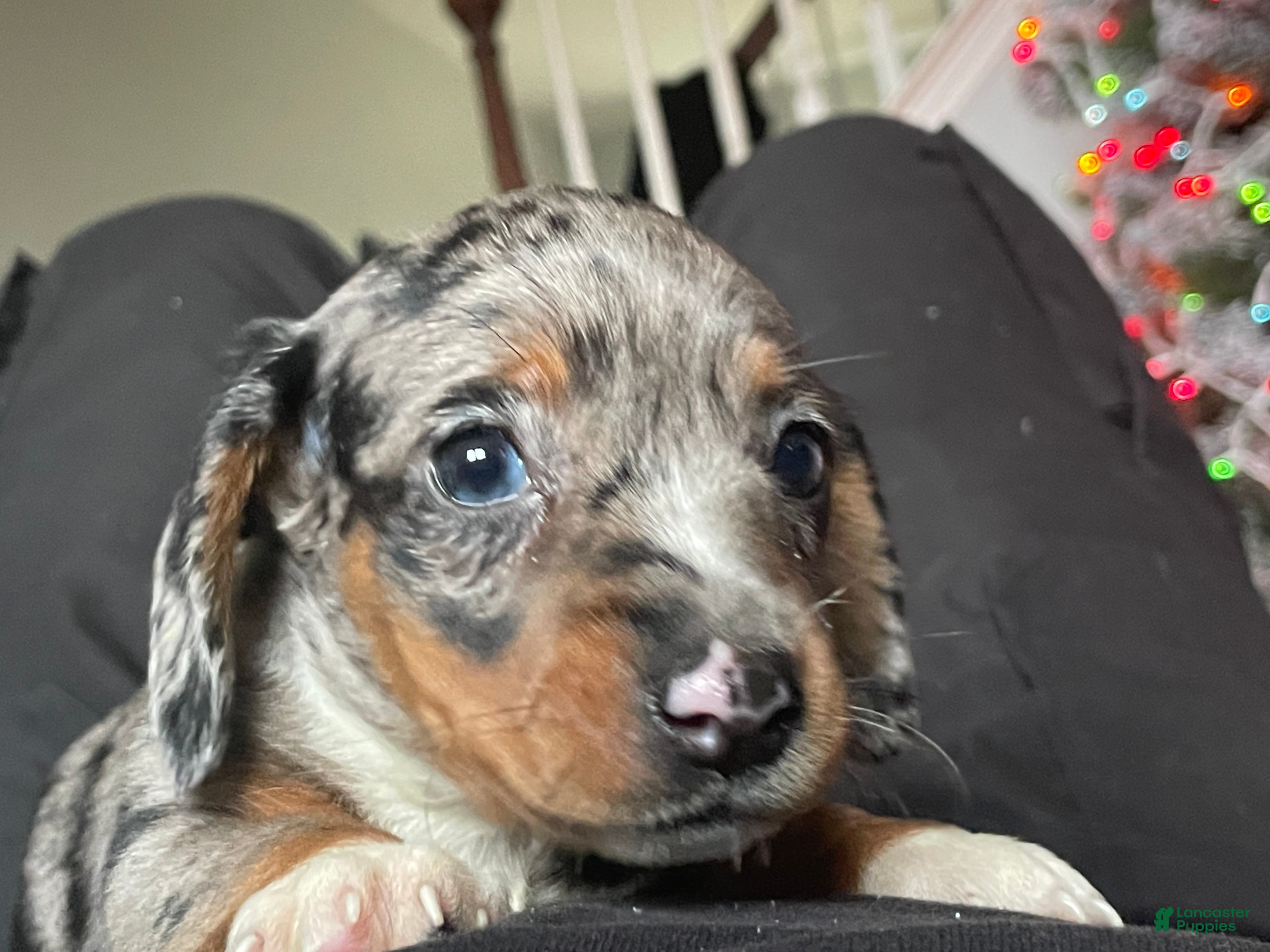 Dachshund dogs Luna  - Ad 35