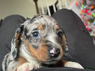 Dachshund dogs Luna - Ad 42
