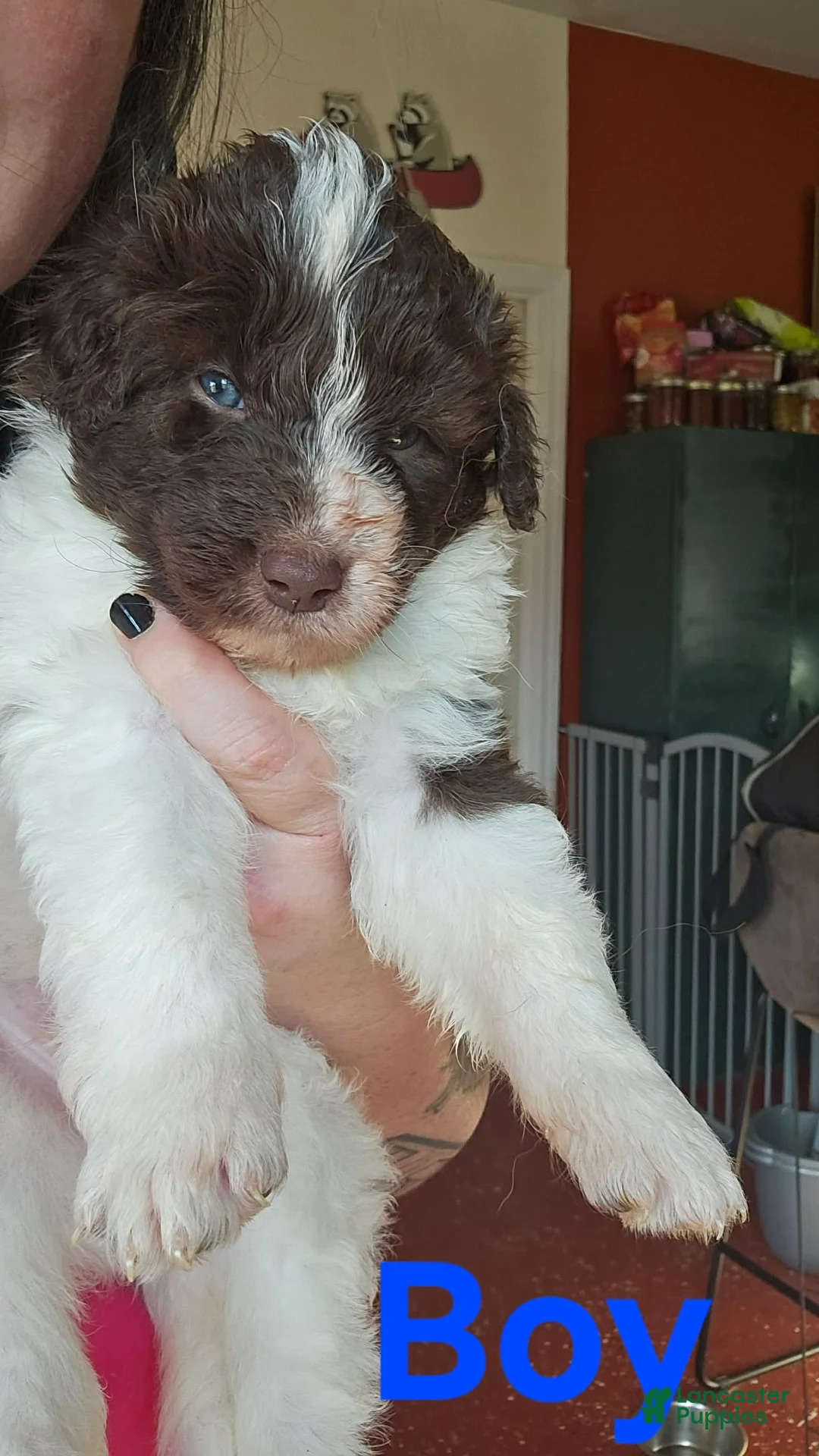 Bordoodle dogs for sale: Target - Ad 1