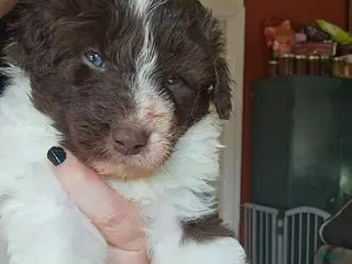 Bordoodle dogs for sale: Target - Ad 3