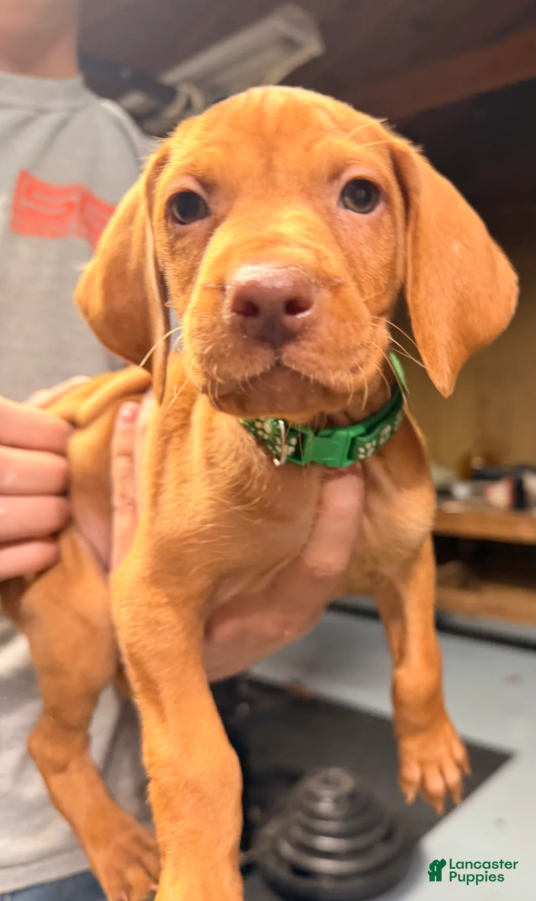 Vizsla dogs for sale: Green Male - Ad 4