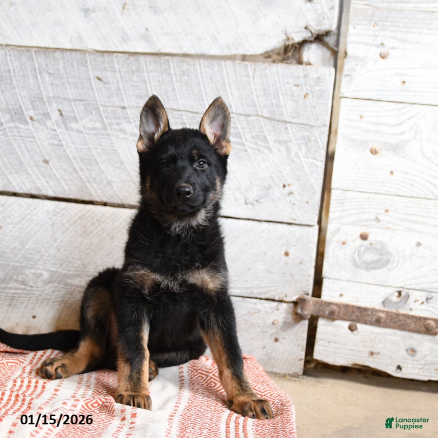 German Shepherd dogs Buttercup  - Ad 2