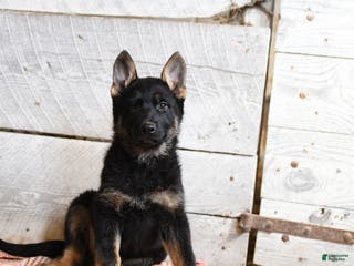 German Shepherd dogs Buttercup - Ad 29