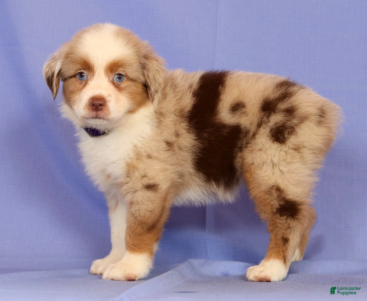 Miniature Australian Shepherd dogs Darlene - Ad 2
