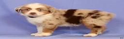 Miniature Australian Shepherd dogs for sale: Darlene - Ad 2