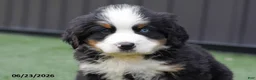 Bernese Mountain Dog dogs for sale: Dylan - Ad 3