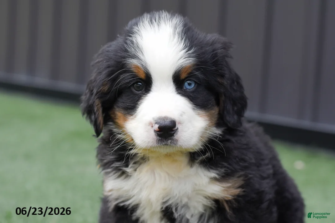 Bernese Mountain Dog dogs for sale: Dylan - Ad 3