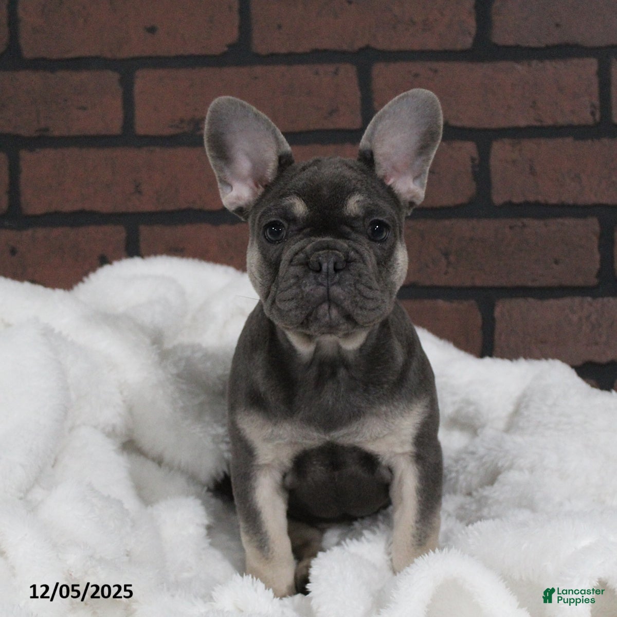 French Bulldog dogs Ava  - Ad 2