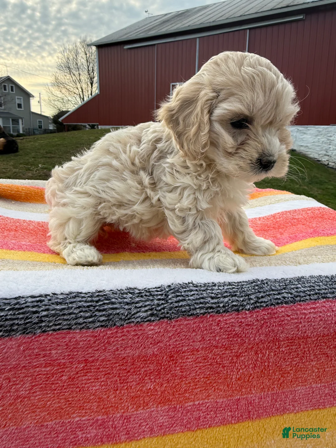 Cockapoo dogs for sale: Cockapoo Puppy 5 - Ad 2