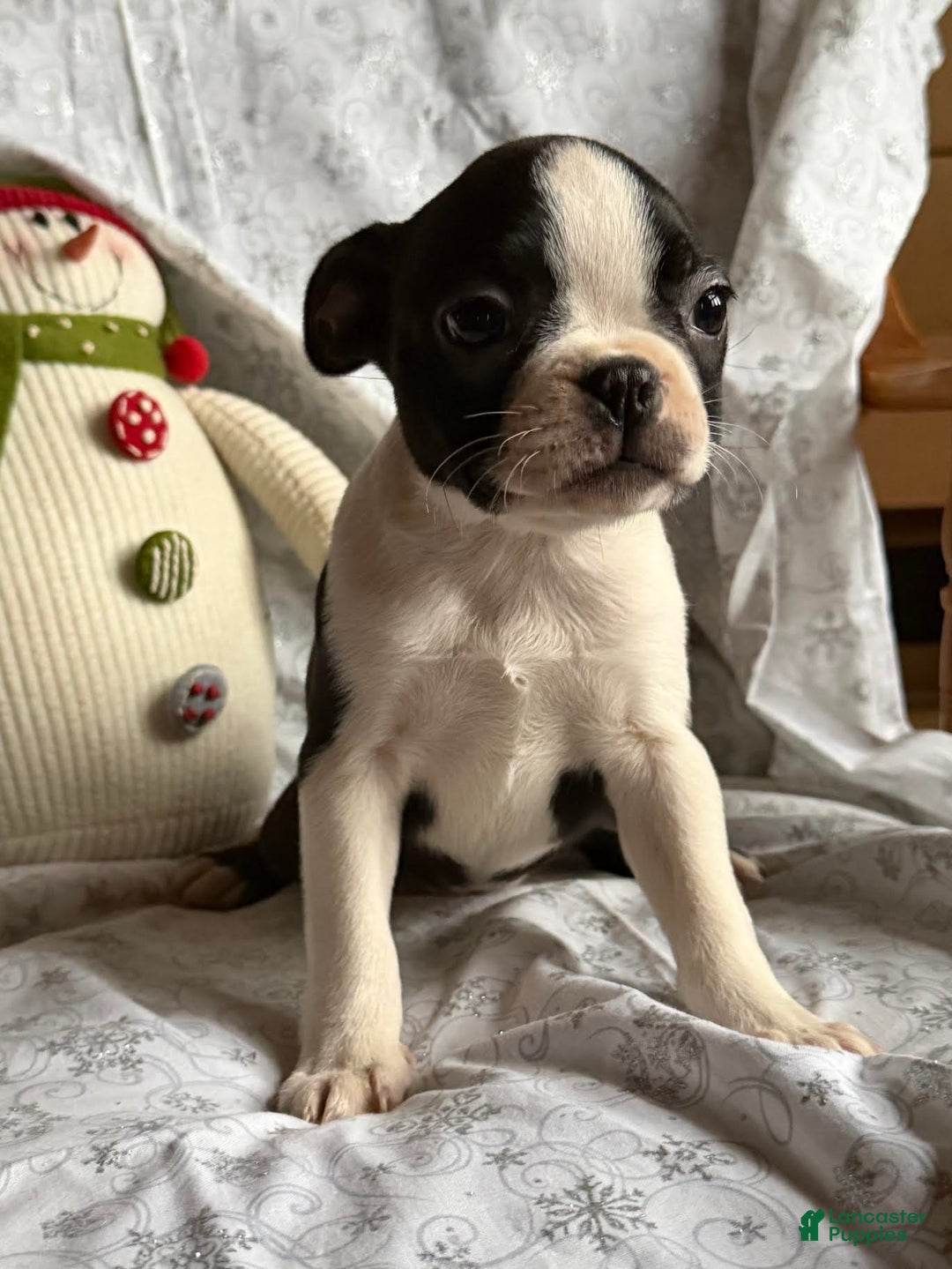 Boston Terrier dogs for sale: Maddie - Ad 2