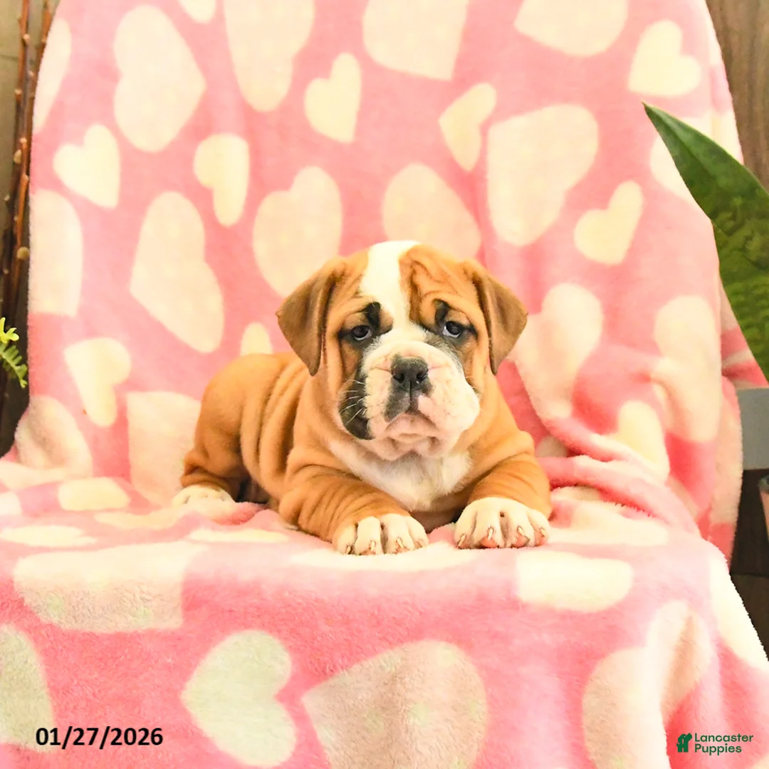 Olde English Bulldogge dogs for sale: Brownie - Ad 3