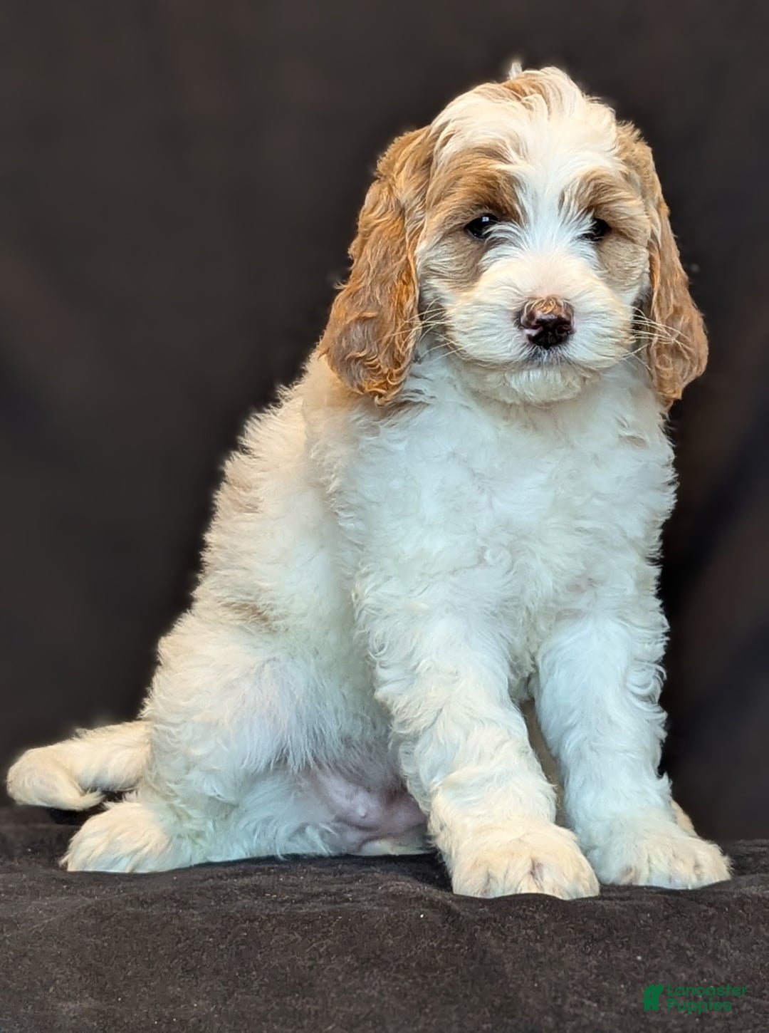 Goldendoodle dogs for sale: Honey  - Ad 8