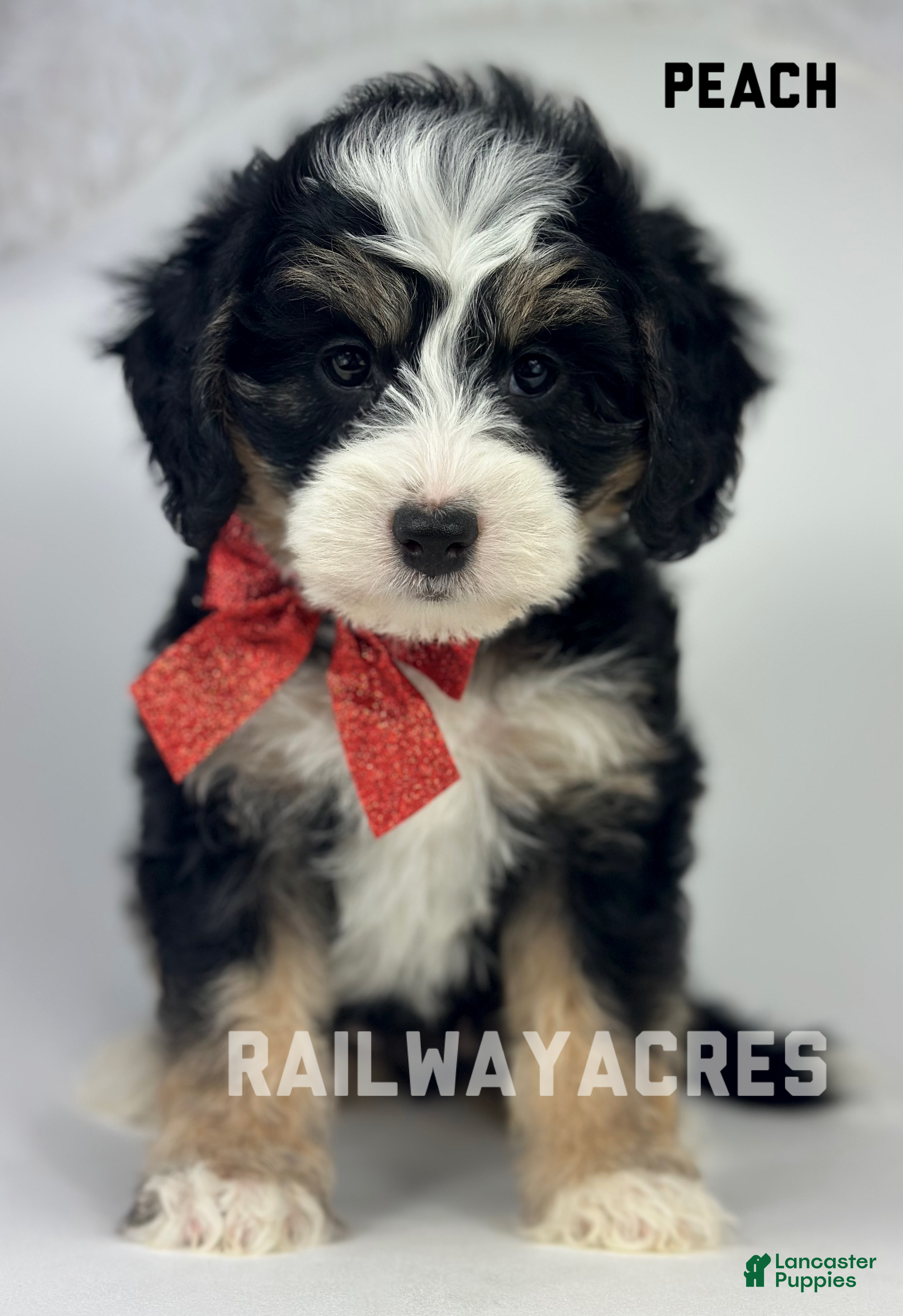 Mini Bernedoodle dogs Peach - Ad 15
