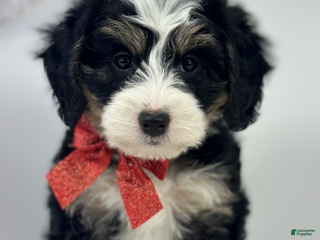 Mini Bernedoodle dogs Peach - Ad 15