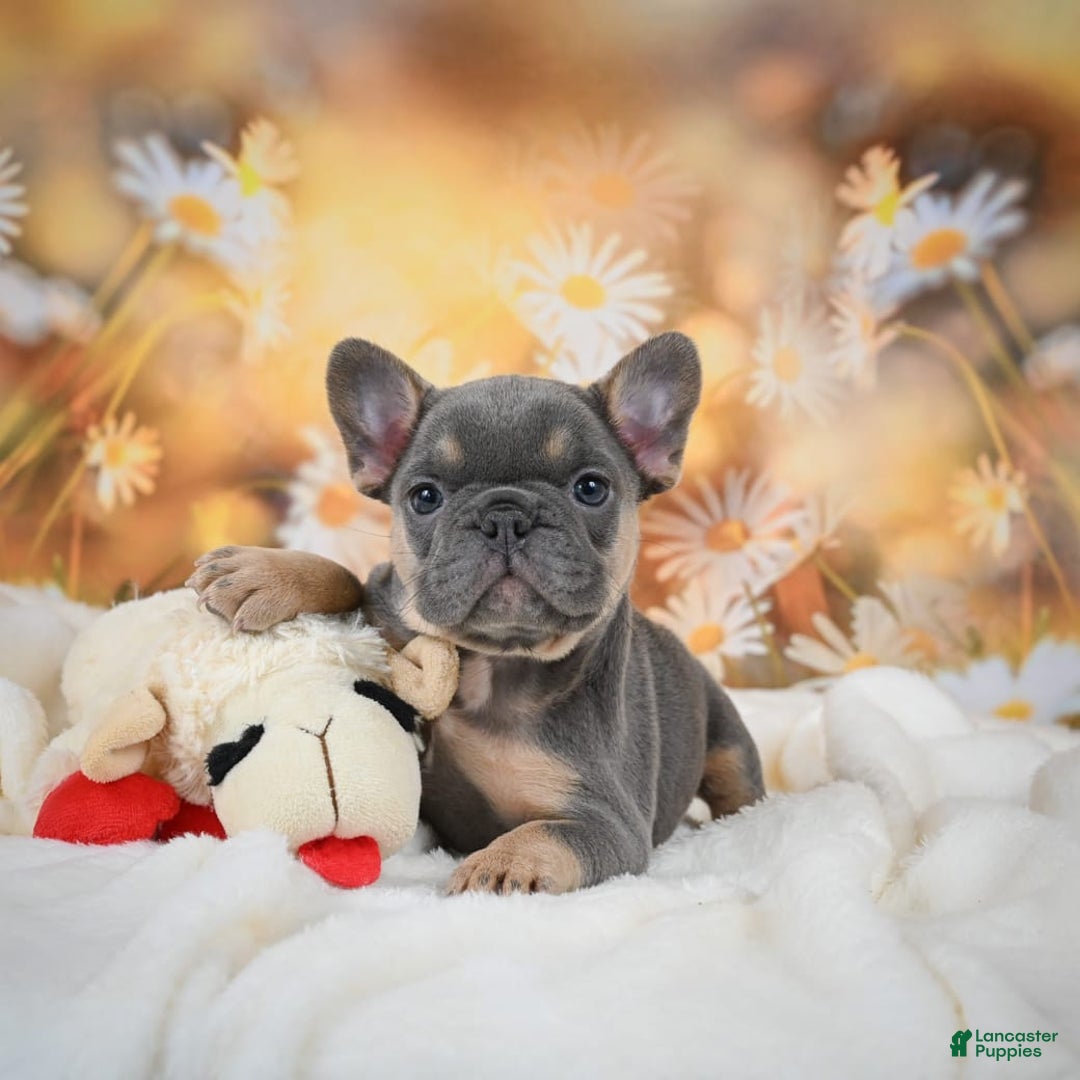 Gallery Image {{count}}