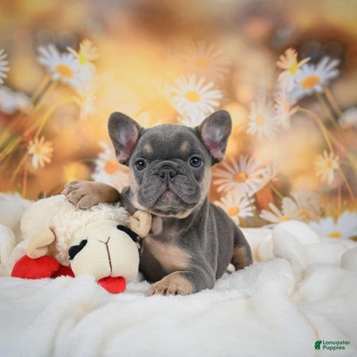 Gallery Image {{count}}