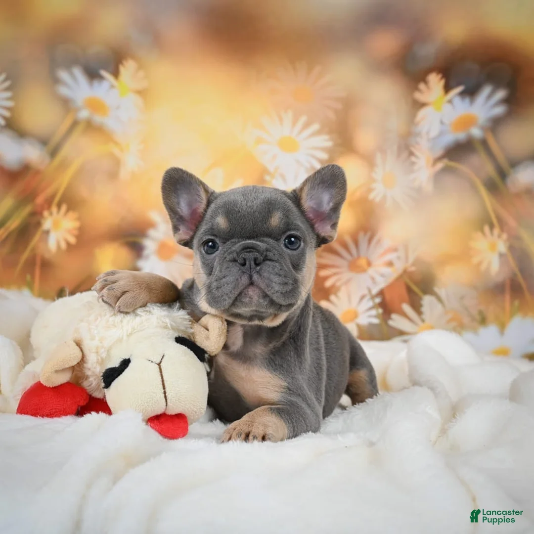 Gallery Image {{count}}