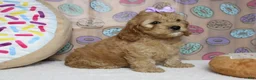 Cockapoo dogs for sale: Katie - Ad 3