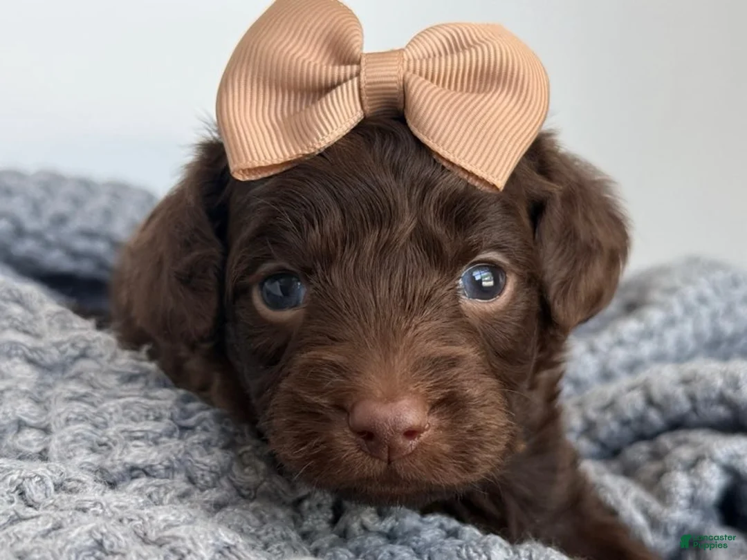 Goldendoodle dogs for sale: Chocolate Girl - Ad 1