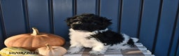 Havanese dogs for sale: Jack  - Ad 18