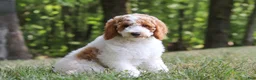 Standard Poodle dogs for sale: Blossom - Ad 11