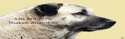 Anatolian Shepherd dogs for sale: Anatolian Shepherd 7 - Ad 11
