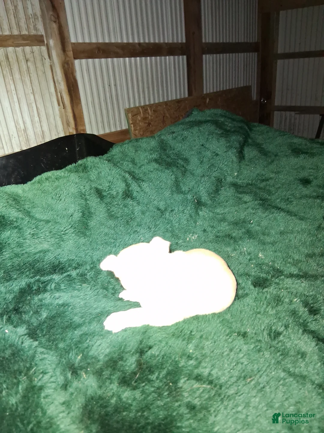 Chihuahua dogs for sale: Chihuahua Puppy 4 - Ad 2