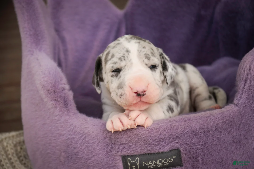 Great Dane dogs for sale: Skye - Ad 2