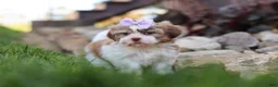 Shih Tzu dogs for sale: Ember - Ad 15