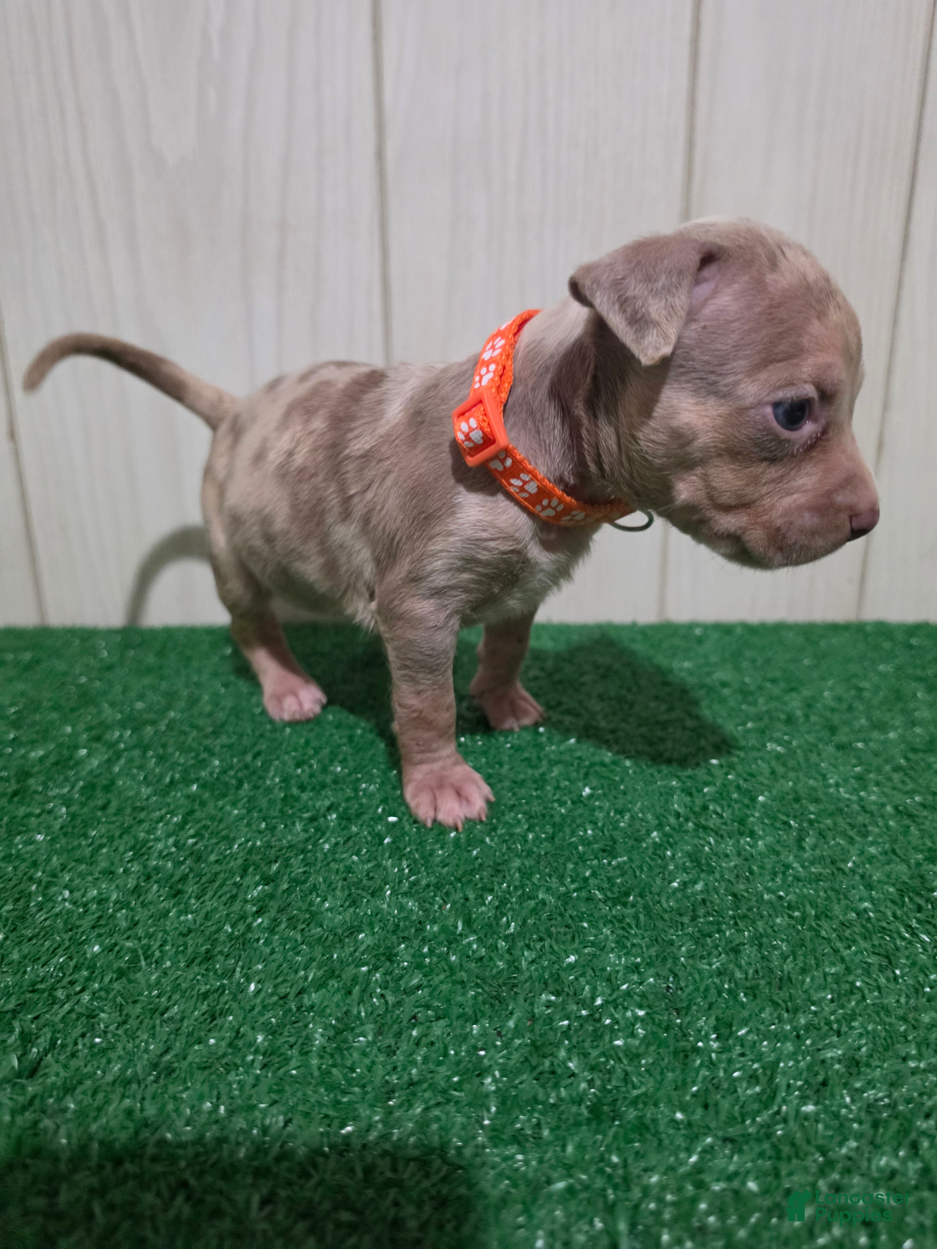 American Bully dogs for sale: American Bully XL Puppy 8 (Orange Collar) - Ad 3