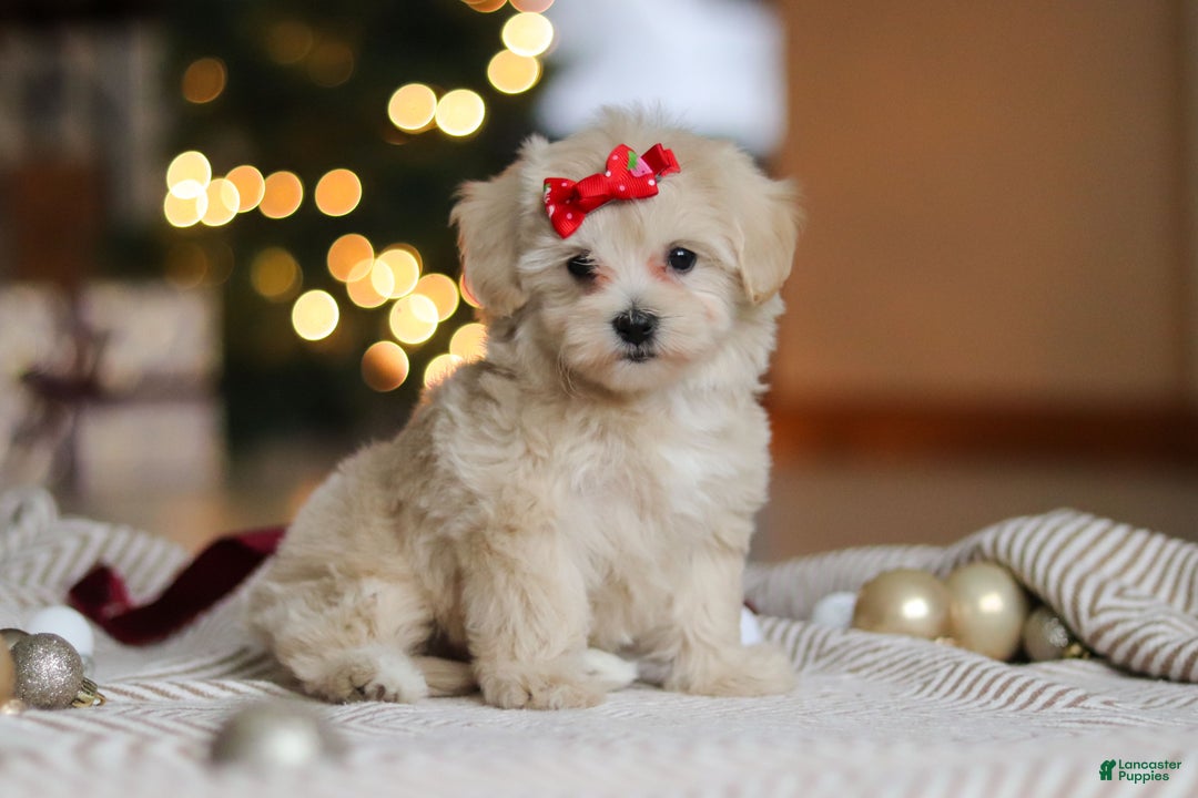 Maltipoo dogs for sale: Camila - Ad 4
