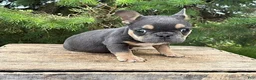 French Bulldog dogs for sale: Gulliver - Ad 2