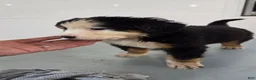Bernese Mountain Dog dogs for sale: Bernese Mountain Dog Puppy 5 - Ad 4