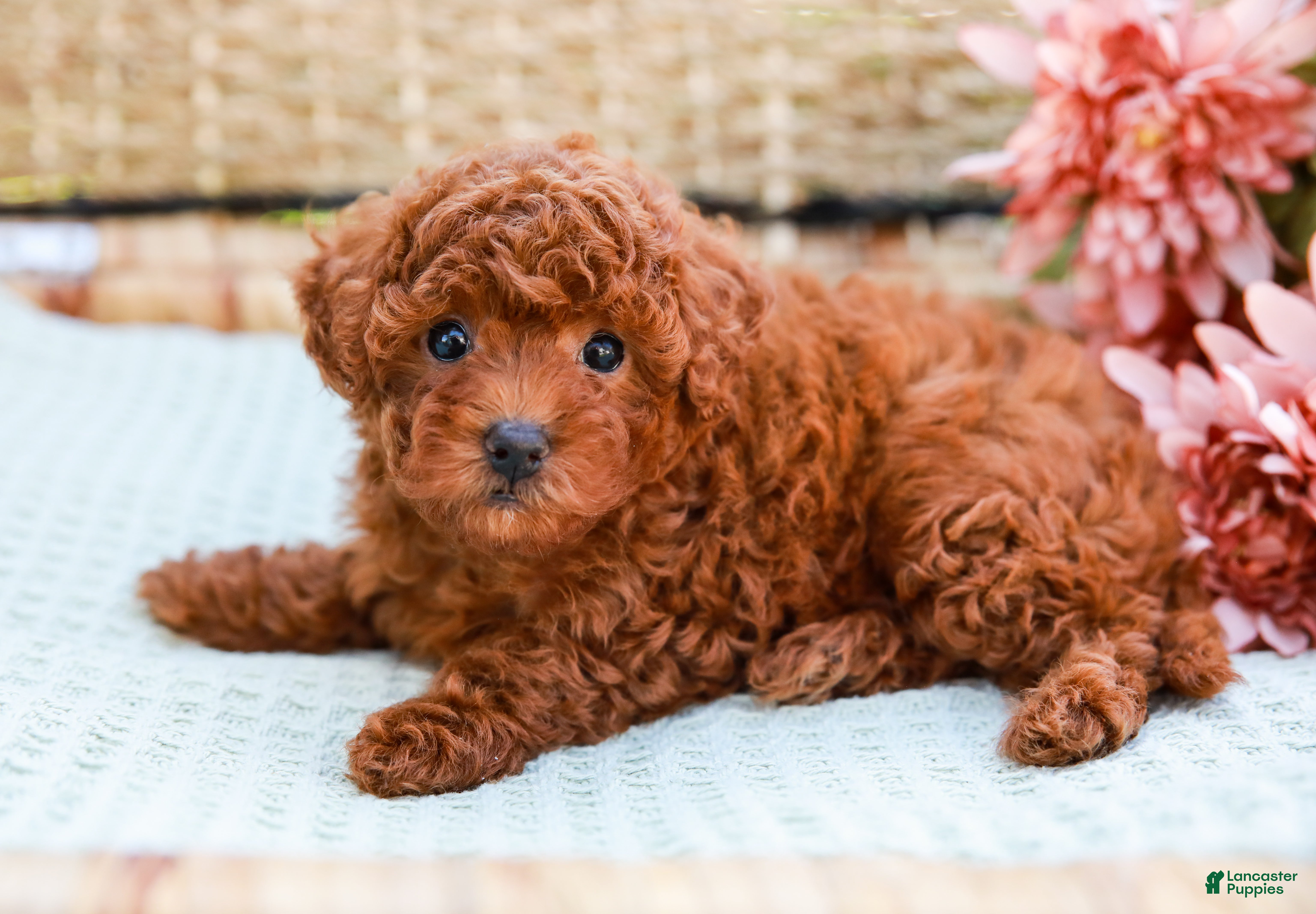Toy Poodle dogs Biscuit - Ad 2