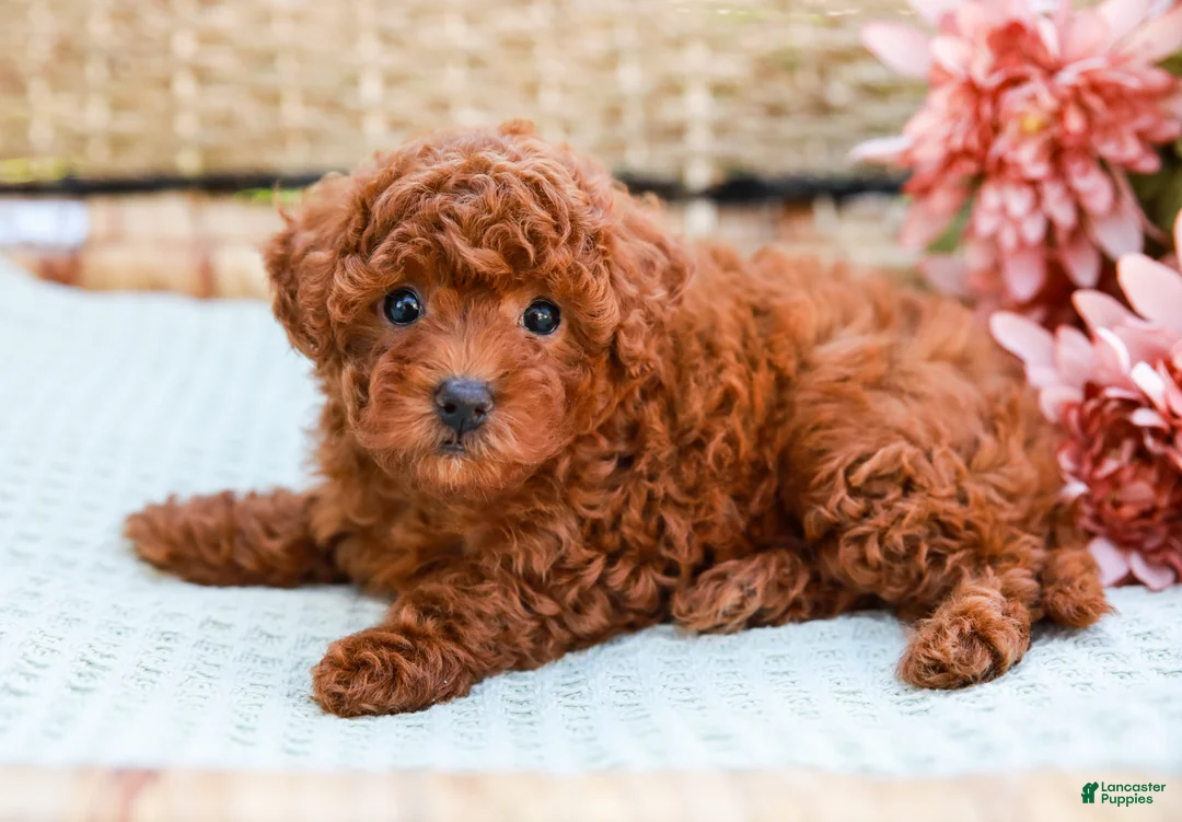Toy Poodle dogs for sale: Biscuit - Ad 2