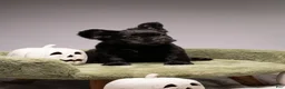 French Bulldog dogs for sale: FERDINAND  - Ad 5