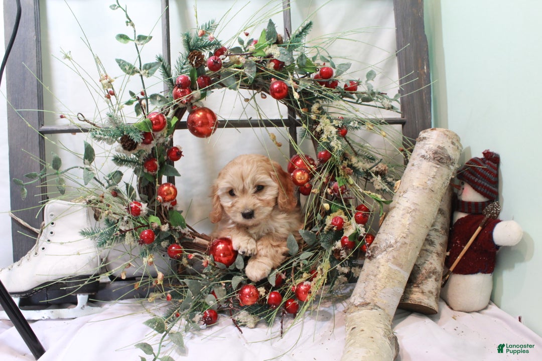 Cavachon dogs for sale: Snowball - Ad 12