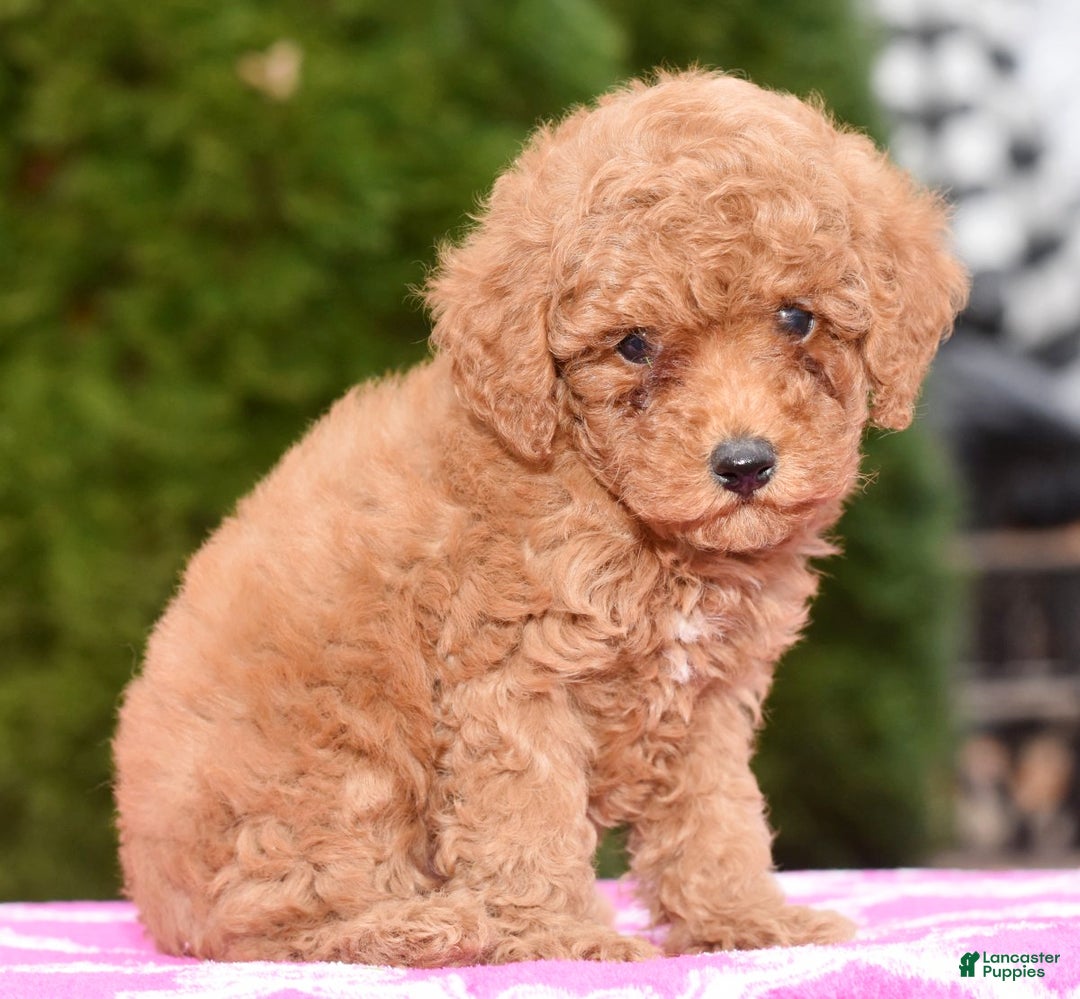 Miniature Poodle dogs for sale: Gracie - Ad 1
