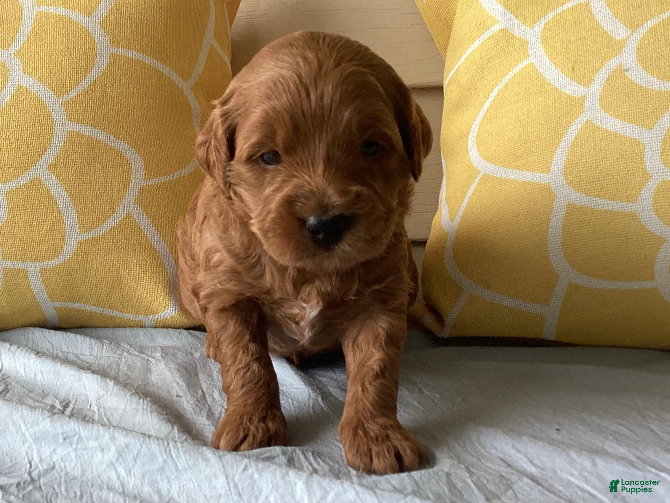 Mini Goldendoodle dogs Mini Goldendoodle “Milo” - Ad 1