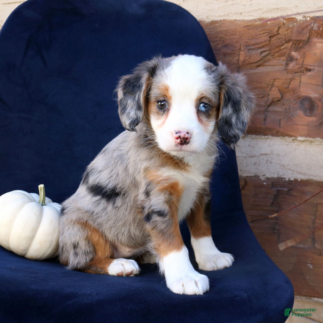 Mini Bernedoodle dogs for sale: Lucy  - Ad 3