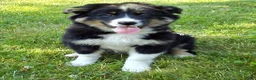 Mixed Breed dogs for sale: Skip - Ad 10