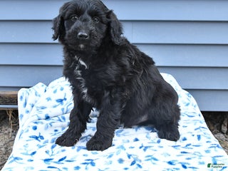 Mixed Breed dogs Abbot - Ad 22